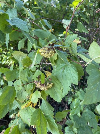 Physocarpus intermedius, photographed by Brandon Corder