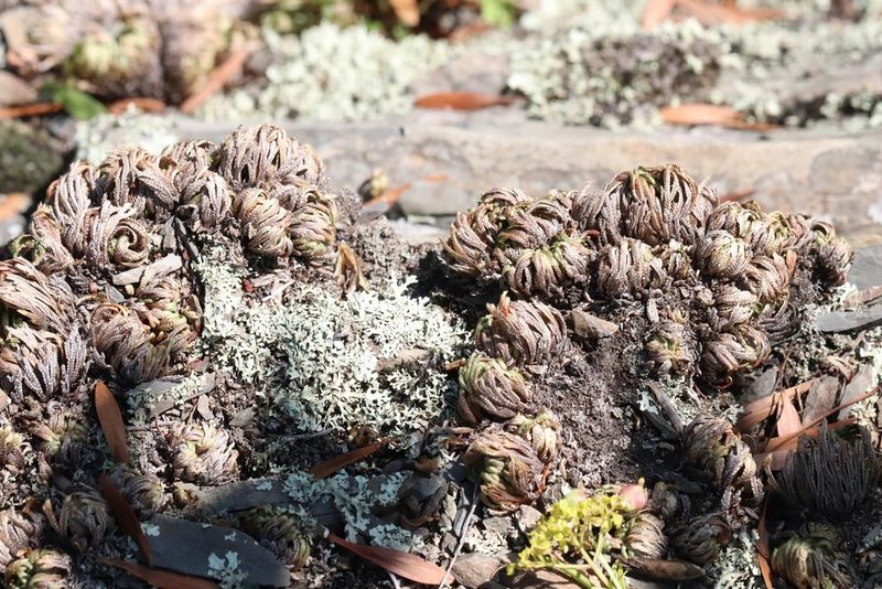 Selaginella tamariscina, photographed by Nina Filippova