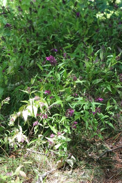 Melampyrum setaceum, photographed by Nina Filippova