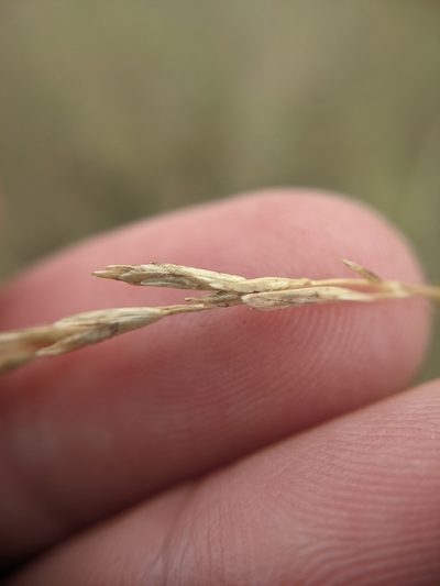Tridentopsis buckleyana, photographed by Cleveland Powell