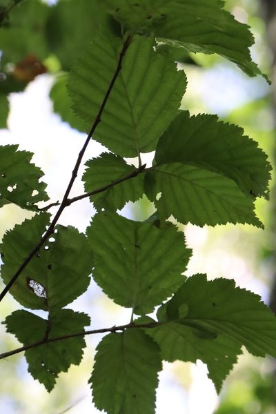 Alniaria alnifolia, photographed by Nina Filippova