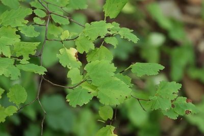 Spiraea chamaedryfolia, photographed by Nina Filippova