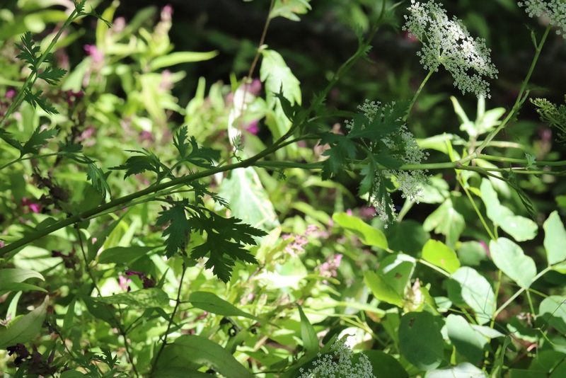 Kitagawia terebinthacea, photographed by Nina Filippova
