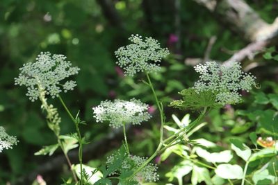 Kitagawia terebinthacea, photographed by Nina Filippova