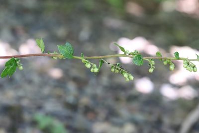 Artemisia keiskeana, photographed by Nina Filippova