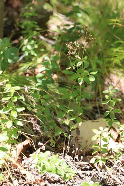 Hydrogalium platygalium, photographed by Nina Filippova