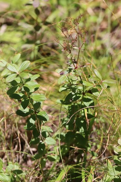 Hydrogalium platygalium, photographed by Nina Filippova