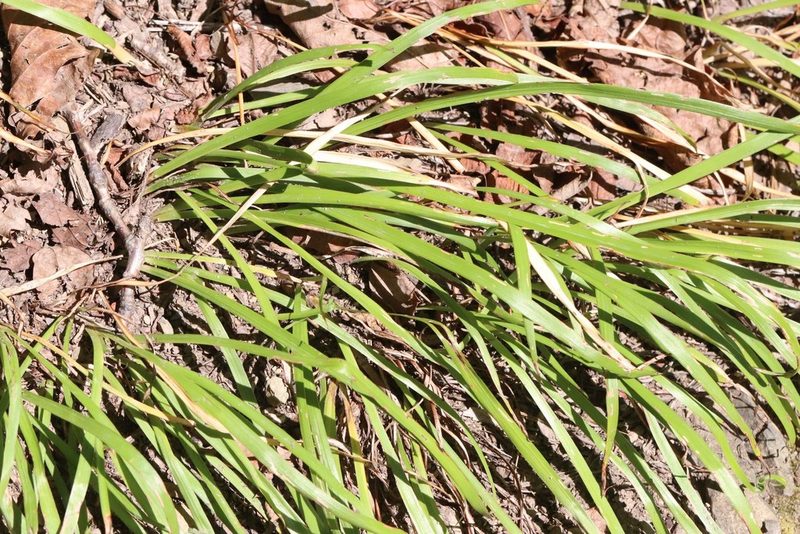 Iris uniflora, photographed by Nina Filippova