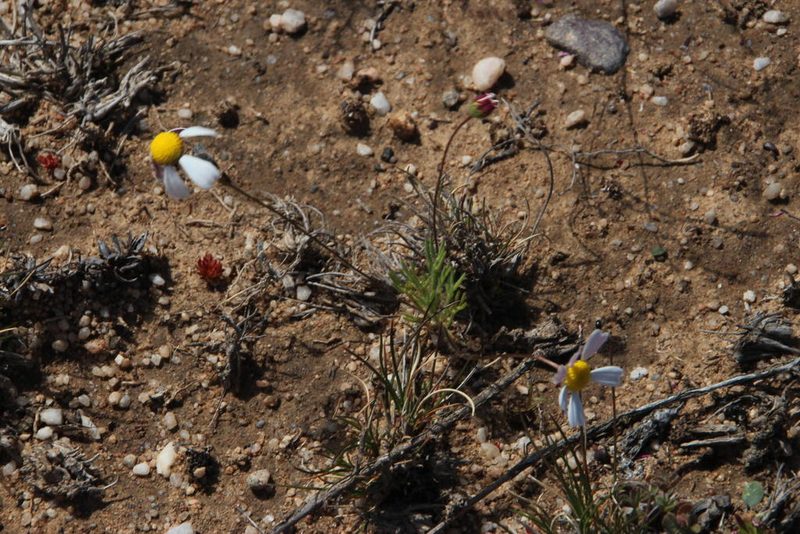 Cotula macroglossa, photographed by Tony Rebelo