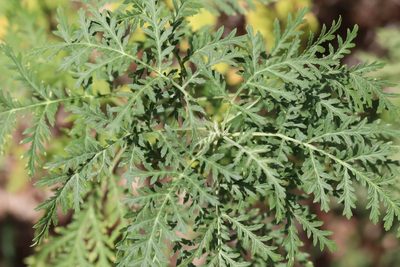 Artemisia gmelinii, photographed by Nina Filippova