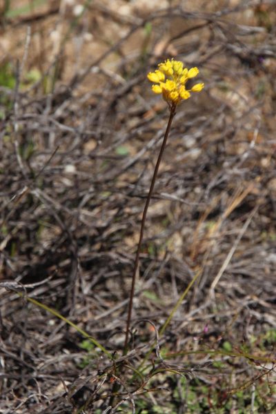 Bulbinella triquetra, photographed by Tony Rebelo