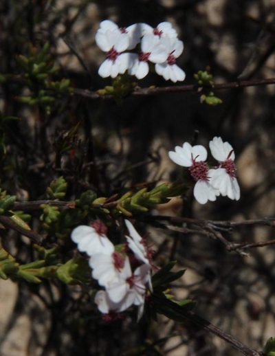 Eriocephalus aromaticus, photographed by Tony Rebelo