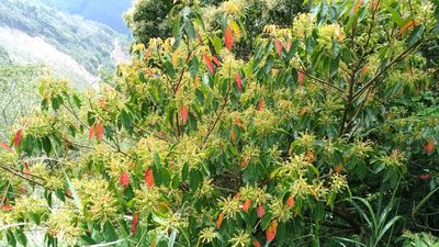 Elaeocarpus serratus, photographed by Lin Scott
