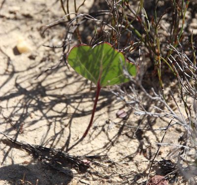 Othonna hederifolia, photographed by Tony Rebelo