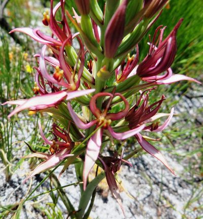 Pachites bodkinii, photographed by linkie