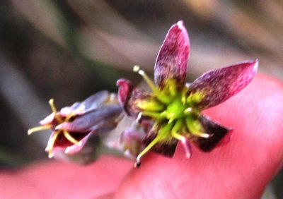 Cotyledon papillaris, photographed by Tony Rebelo