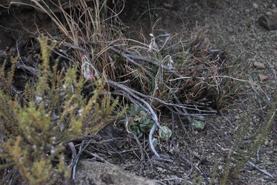 Cotyledon papillaris, photographed by Tony Rebelo