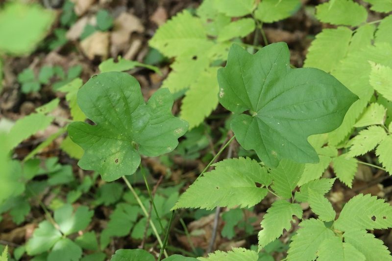 Dioscorea nipponica, photographed by Nina Filippova