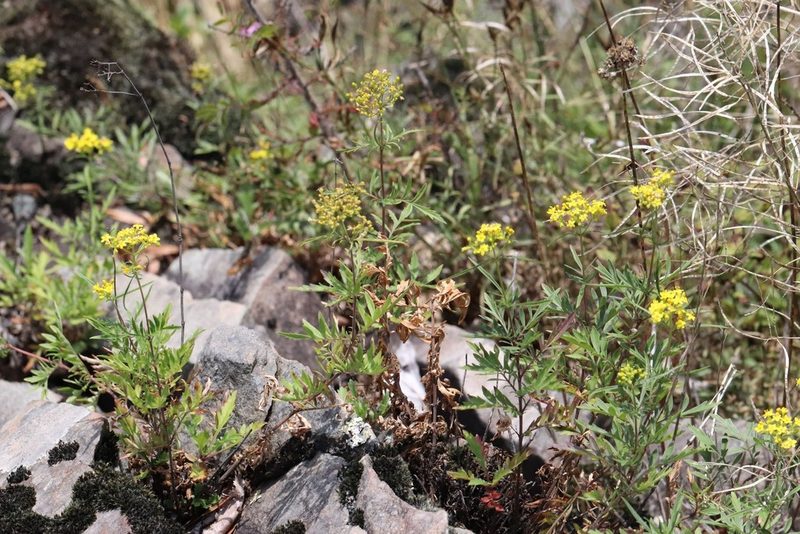 Patrinia rupestris, photographed by Nina Filippova