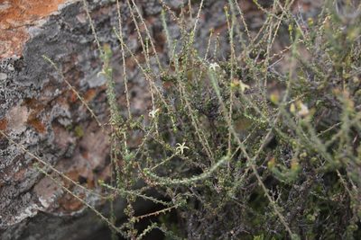 Wahlenbergia nodosa, photographed by Tony Rebelo