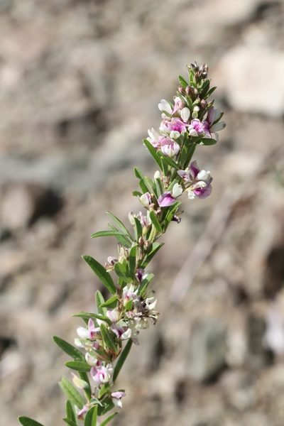 Lespedeza juncea, photographed by Nina Filippova