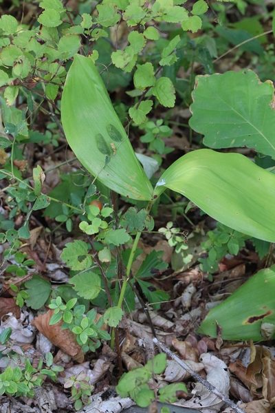Convallaria keiskei, photographed by Nina Filippova