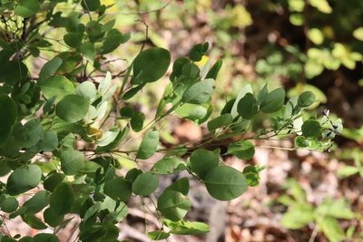 Lespedeza bicolor, photographed by Nina Filippova