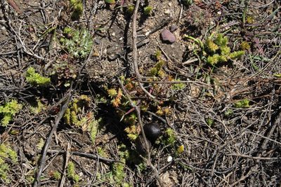 Crassula campestris, photographed by Tony Rebelo