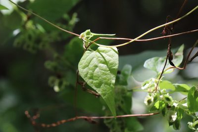 Fallopia dumetorum, photographed by Nina Filippova