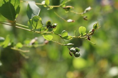Lespedeza bicolor, photographed by Nina Filippova