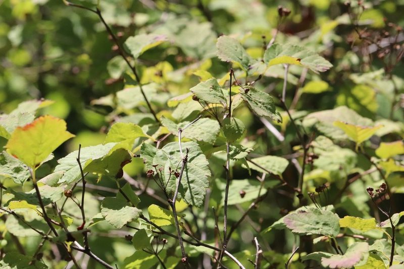 Spiraea chamaedryfolia, photographed by Nina Filippova