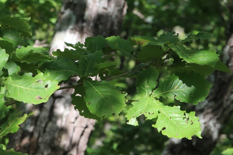 Quercus mongolica, photographed by Nina Filippova