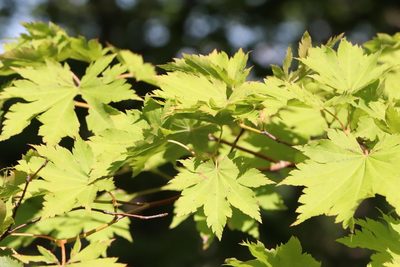 Acer pseudosieboldianum