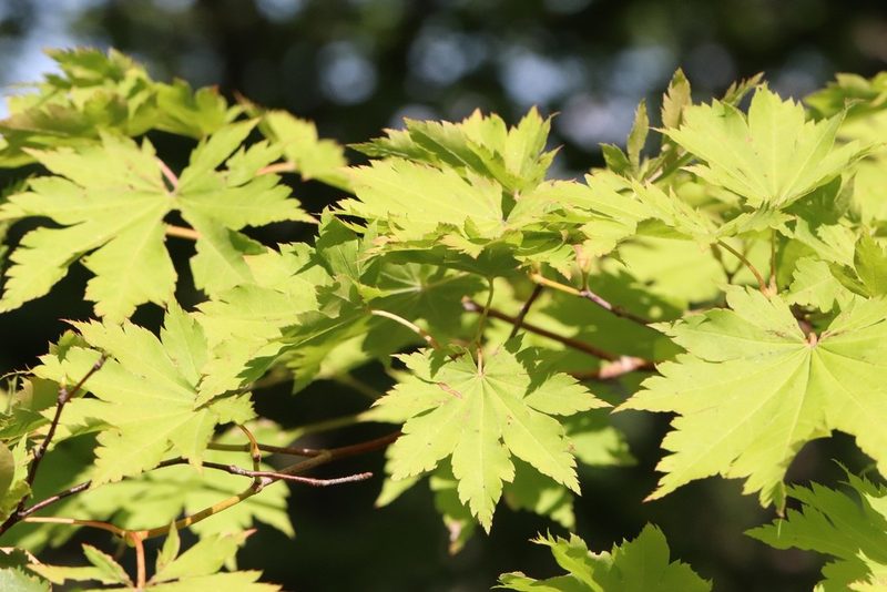 Acer pseudosieboldianum, photographed by Nina Filippova