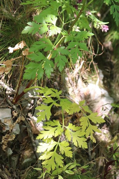 Kitagawia terebinthacea, photographed by Nina Filippova