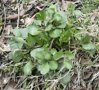 Ranunculus micranthus, photographed by Whitney Mattila