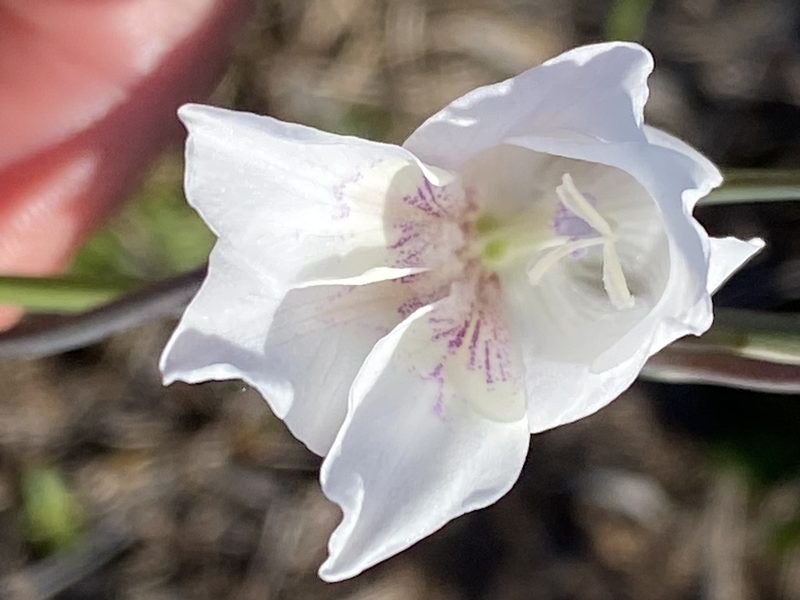 Gladiolus carinatus, photographed by Christina