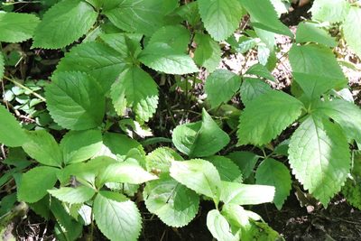 Chloranthus quadrifolius, photographed by Nina Filippova
