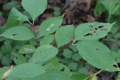 Philadelphus tenuifolius, photographed by Nina Filippova