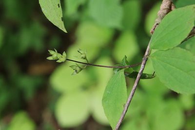 Philadelphus tenuifolius, photographed by Nina Filippova
