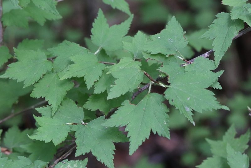 Ribes maximoviczianum, photographed by Nina Filippova