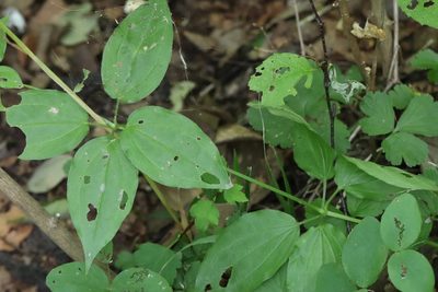 Rubia cordifolia, photographed by Nina Filippova