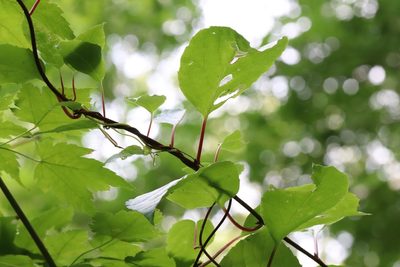 Schisandra chinensis, photographed by Nina Filippova
