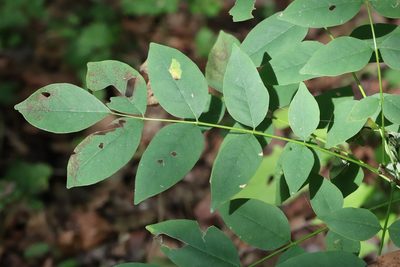 Maackia amurensis, photographed by Nina Filippova