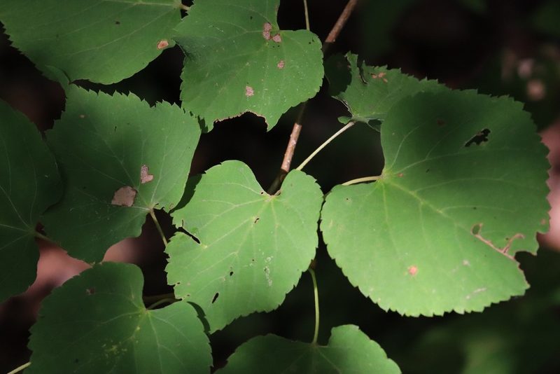 Tilia amurensis, photographed by Nina Filippova