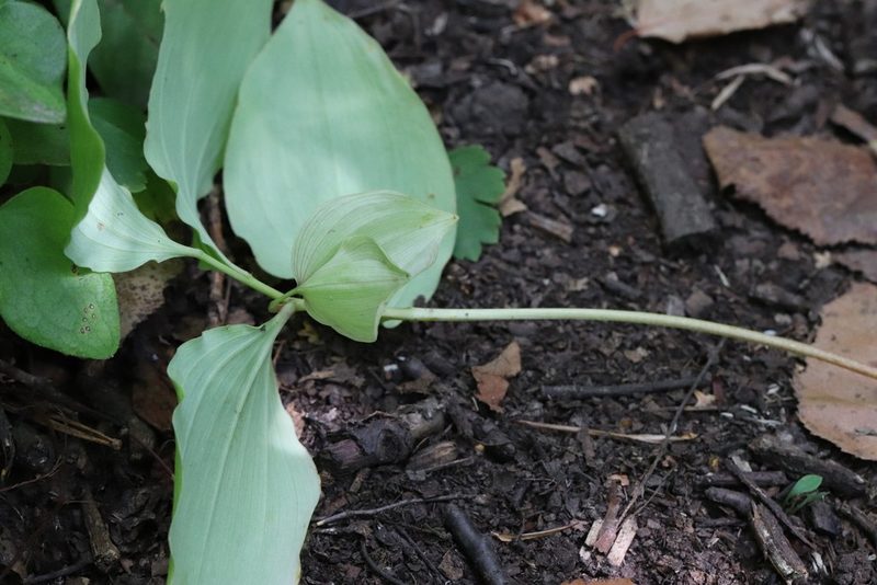 Polygonatum involucratum, photographed by Nina Filippova