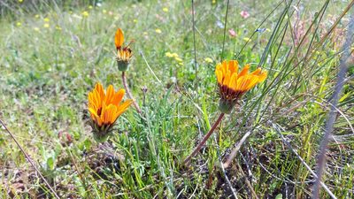 Gazania ciliaris, photographed by Jacques van der Merwe
