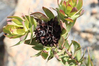 Leucadendron barkerae, photographed by Tony Rebelo