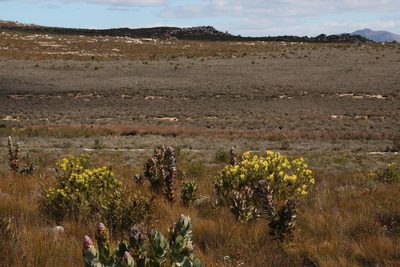 Leucadendron barkerae, photographed by Tony Rebelo