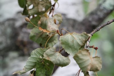 Tilia amurensis, photographed by Nina Filippova